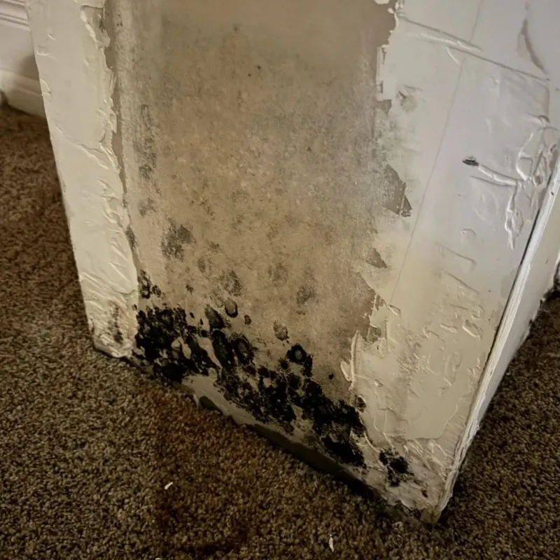 Professional Mold Removal in Kearney, MO